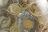 Polished Fossil Coral (Actinocyathus) - Morocco #85044-1